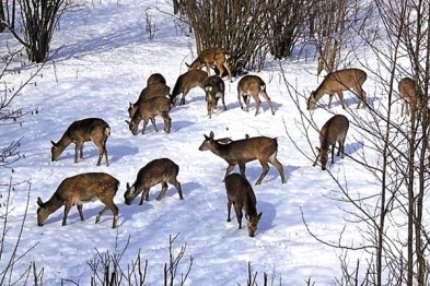 В Крыму пересчитают диких животных