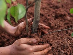 В Крыму до конца года планируют высадить 25 га леса