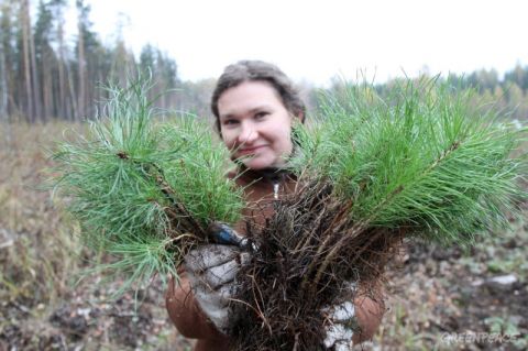 Осенью в Крыму наметили посадить 25 га леса