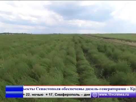 ������ �������� ��������