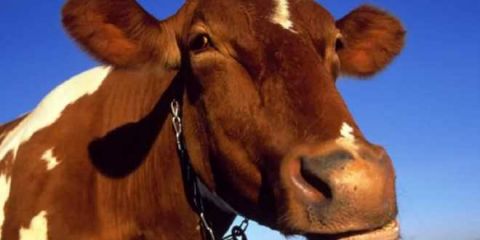 �������� �������� ����� ������� �������� �� �����������