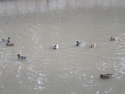 � ����������� ����� ������� �������� ��������� ��������