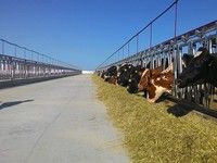 Сохраняются положительные тенденции развития отрасли животноводства – Виталий Полищук.