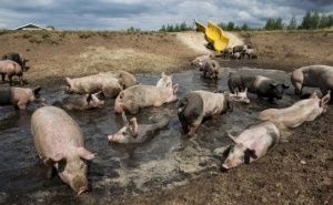 ��������� �������� ����� ��� ������� ����� ������ ������