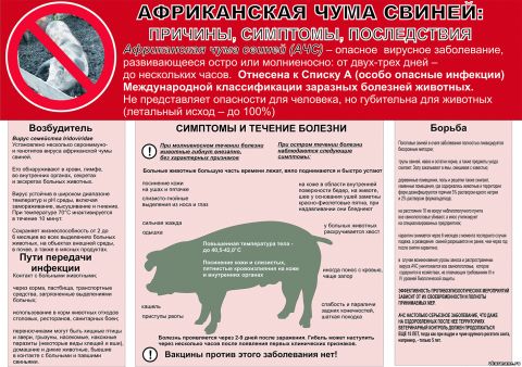 Рожа у свиньи: причины, симптомы и лечение | компания NITA-FARM