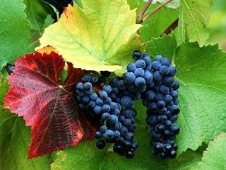 Крымский климат повлиял на урожай винограда