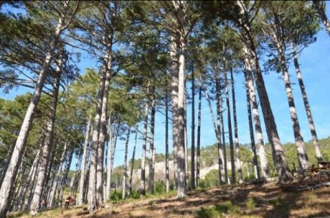Крымские леса с 2014 года не пополняются новыми посадками
