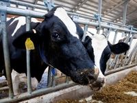 8 сельскохозяйственных предприятий отрасли животноводства Республики Крым получили племенной статус.