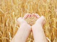 Виталий Полищук доложил о деятельности Минсельхоза Крыма за 2015 год