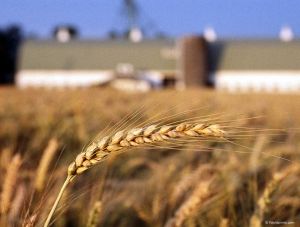 Из-за санкций Турция потеряет рынок сбыта - Минсельхоз РК