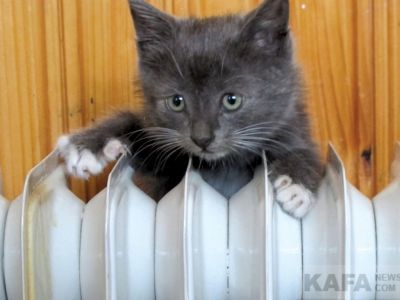 �������� ����� ��������� � �����������