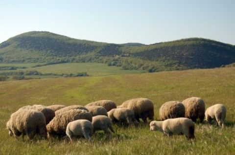 Крыму обещают три млрд на развитие сельского хозяйства