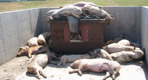 Жители Чистенького в Крыму возмущены «невыносимой вонью» с местной свинофермы и просят проверить курсирующие здесь ночью грузовики