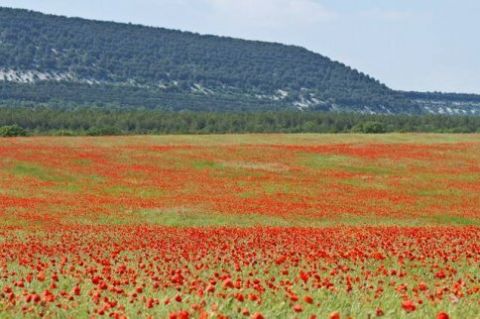 Глава Минсельхоза Крыма обещает недорогие продукты