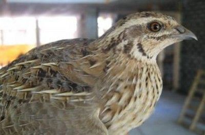 Судак отдадут под перепелок и орехово-яблоневые сады