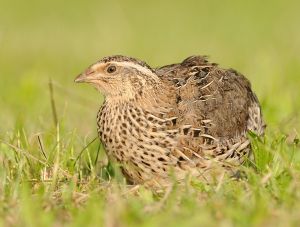 В Судаке возможно появится перепелиная ферма