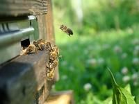 Решение проблемных вопросов пчеловодства на контроле у Минсельхоза Крыма – Андрей Григоренко