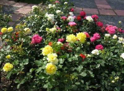 � ����������� �������� ������� �� �������� ���