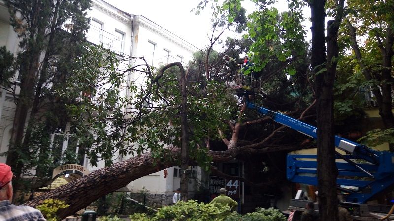 Зеленстрой ялта. На Ялтинской упало дерево. Большое дерево в Ялте. Упавшее дерево Крым Ялта. Старые деревья которые растут в Ялте на Пушкинской улице.