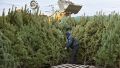 Когда праздники позади: в Крыму устроят "елковорот"