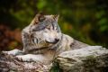 В Крыму планируют сократить численность волков