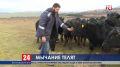 Элитные породы скота и сыр «рокфор». Для начинающих фермеров в 2019 году выделено 140 миллионов рублей