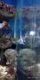Тюлевые апогоны пополнили коллекцию Алуштинского аквариума