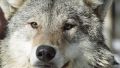 В Крыму объявлена охота на херсонских волков