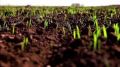 Озимые всходы начали «подкармливать» аграрии Крыма