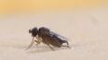 Внимание! Опасный карантинный вредитель – многоядная муха-горбатка