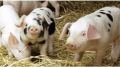 Специалистами Госкомветеринарии Крыма проведены мероприятия по соблюдению гражданами требований Ветеринарных правил содержания свиней в Бахчисарайском районе