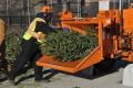 С 20 по 30 января в Симферополе можно будет сдать на переработку новогодние ели и сосны