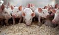 В Крыму рассказали о ситуации с африканской чумой свиней