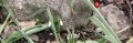 Фотофакт 3654: в Ялте цветут подснежники