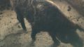 Государственными ветеринарными инспекторами отдела ветеринарии Бахчисарайского района обнаружена неучтенная свиноферма в селе Танковое
