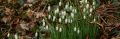 Фотофакт: в Никитский сад пришла весна!