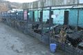 Власти Симферополя пообещали отремонтировать питомник для бездомных собак на полигоне ТБО в Каменке