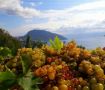 Крымские аграрии собрали в прошлом году на 21% винограда больше, чем годом ранее