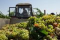 В Севастополе планируют сформировать гастрономическую культуру потребления вина