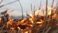 Потеплело: в Крыму трижды за сутки горела трава