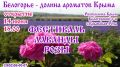 В Белогорском районе состоится Фестиваль лаванды и розы Крыма