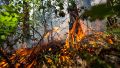 В Старом Крыму выгорел гектар лесной подстилки