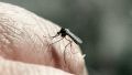 В поисках жертвы: ученый рассказал, как комары выбирают человека для укуса