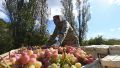 Крым экспортировал сельхозтовары на 7 млн долларов