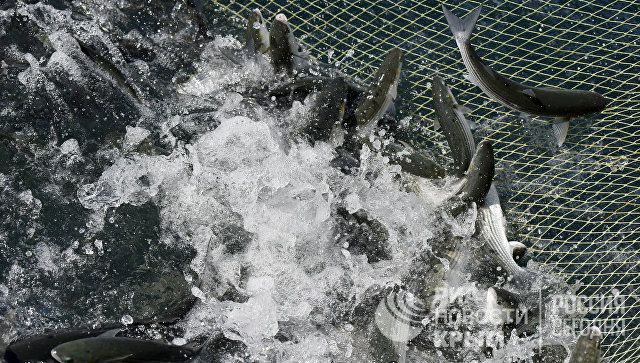 Крупный центр переработки рыбы может появиться в Севастополе