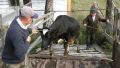 Неопознанные коровы и бараны: в Крыму обнаружили 1,5 тоны подозрительного мяса