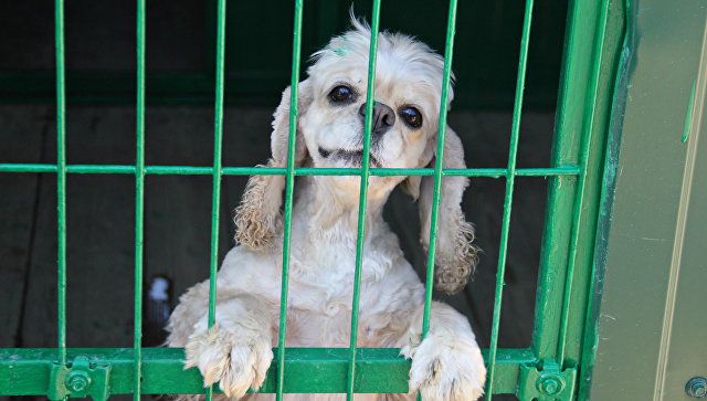 Под Белогорском массово отравили бездомных собак