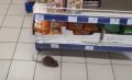 «Рататуй делает контрольную закупку»: по симферопольскому супермаркету бегают крысы