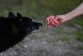 Жестокая месть: в Белогорском районе Крыма массово отравили собак