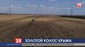 Идём на рекорд: в Крыму планируют собрать 1,7 миллиона тонн зерновых и зернобобовых культур